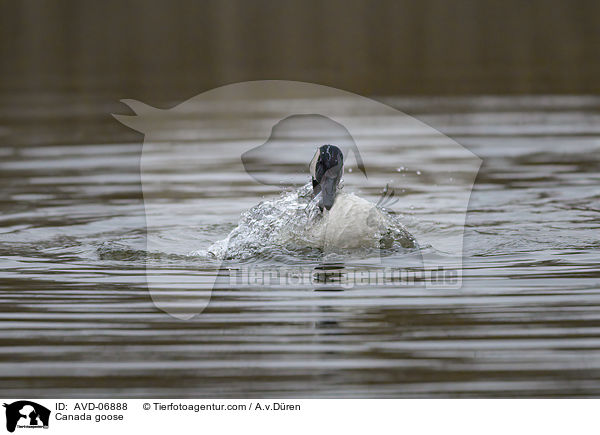 Kanadagans / Canada goose / AVD-06888