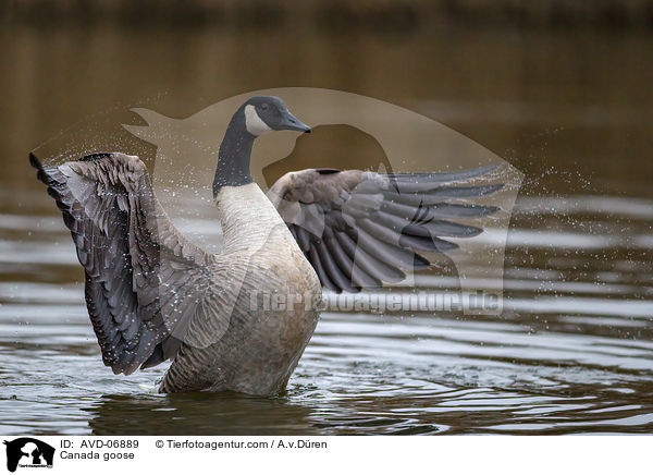 Kanadagans / Canada goose / AVD-06889