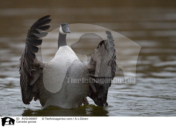 Kanadagans / Canada goose / AVD-06897