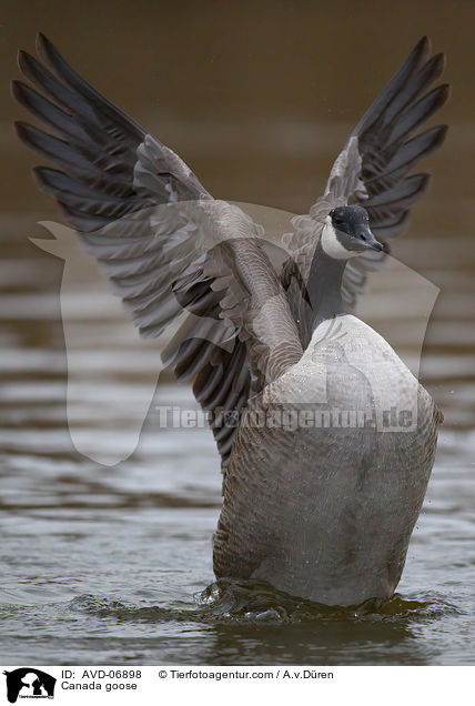 Kanadagans / Canada goose / AVD-06898