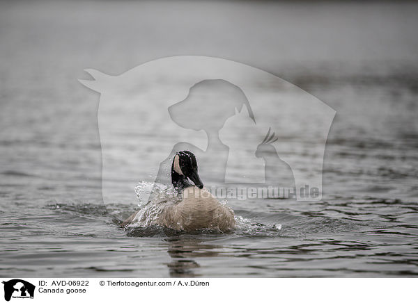 Kanadagans / Canada goose / AVD-06922