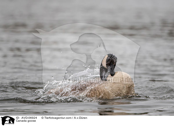 Kanadagans / Canada goose / AVD-06924