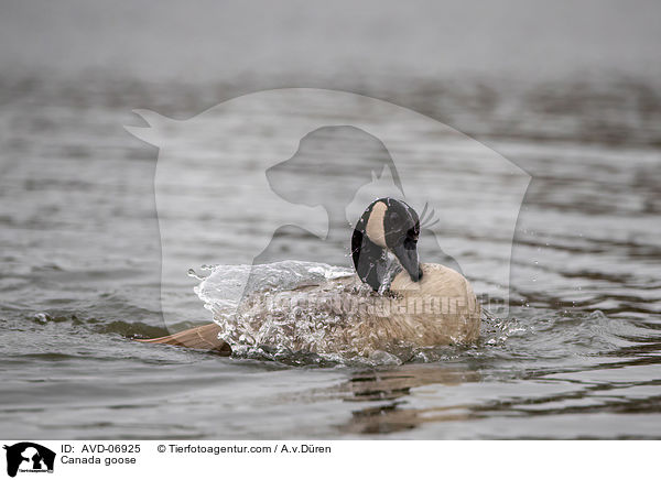 Kanadagans / Canada goose / AVD-06925