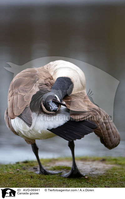 Kanadagans / Canada goose / AVD-06941