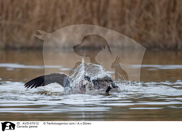 Kanadagnse / Canada geese / AVD-07012