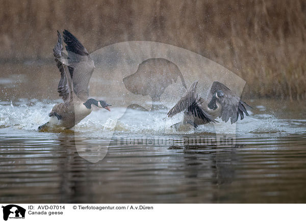 Kanadagnse / Canada geese / AVD-07014