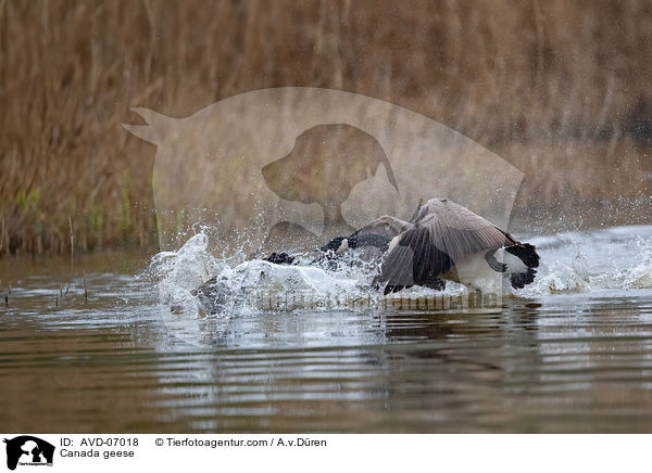 Kanadagnse / Canada geese / AVD-07018