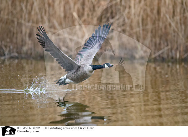 Kanadagans / Canada goose / AVD-07022