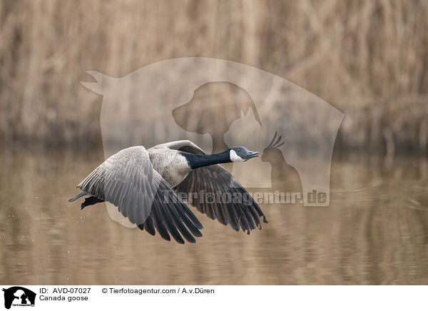 Kanadagans / Canada goose / AVD-07027