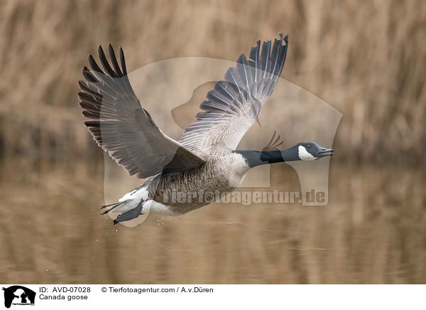 Kanadagans / Canada goose / AVD-07028