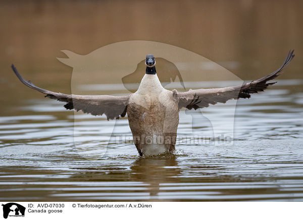 Kanadagans / Canada goose / AVD-07030