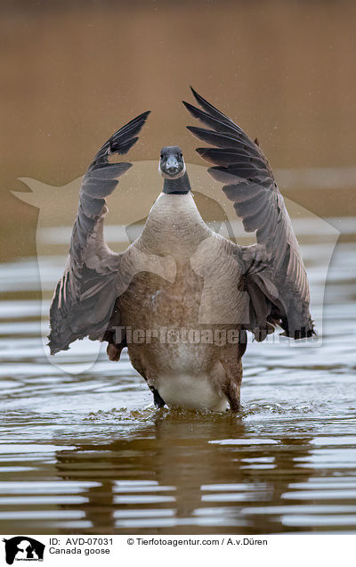 Kanadagans / Canada goose / AVD-07031