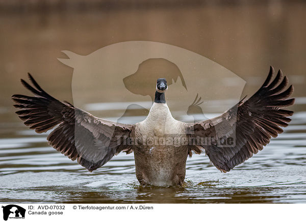 Kanadagans / Canada goose / AVD-07032