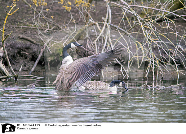 Kanadagnse / Canada geese / MBS-24113