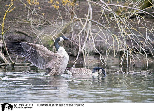 Kanadagnse / Canada geese / MBS-24114