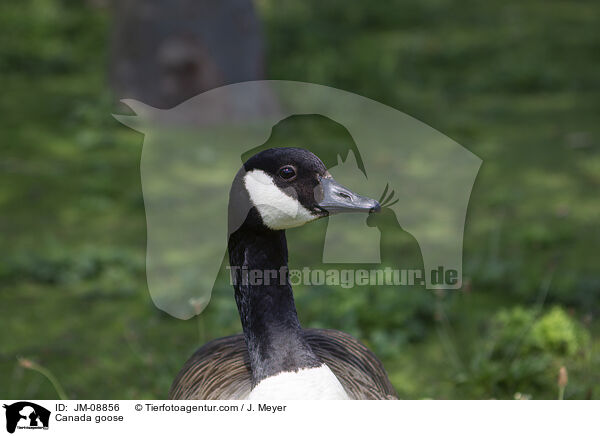 Kanadagans / Canada goose / JM-08856