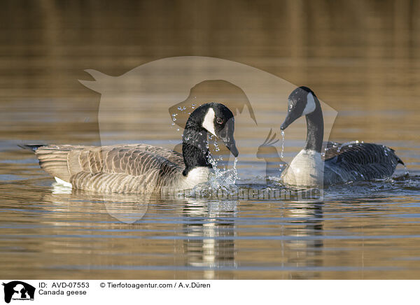 Kanadagnse / Canada geese / AVD-07553