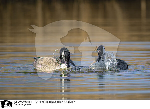 Kanadagnse / Canada geese / AVD-07554