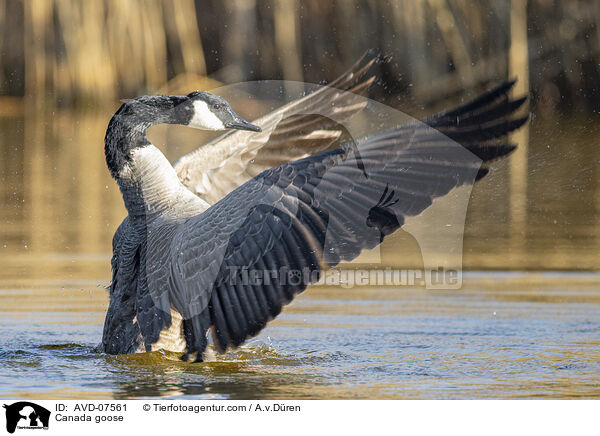 Kanadagans / Canada goose / AVD-07561