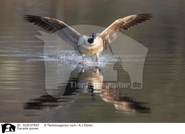 Kanadagans / Canada goose / AVD-07657