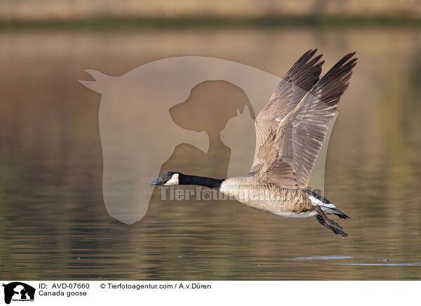 Kanadagans / Canada goose / AVD-07660