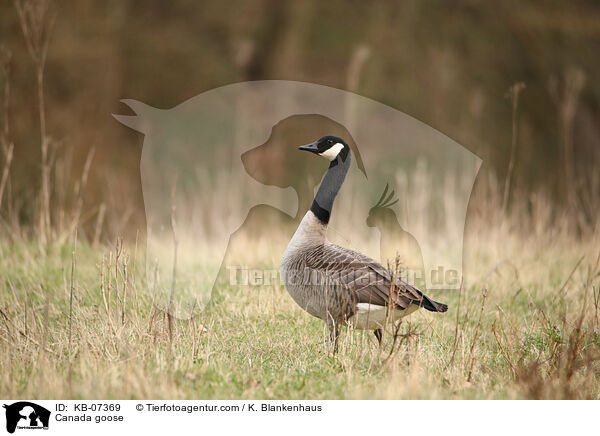 Kanadagans / Canada goose / KB-07369