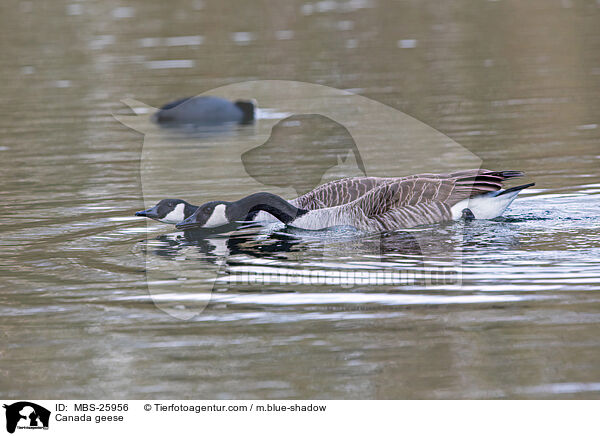 Kanadagnse / Canada geese / MBS-25956