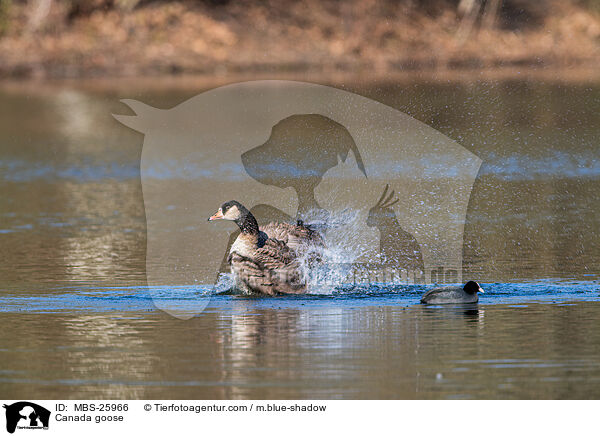 Kanadagans / Canada goose / MBS-25966