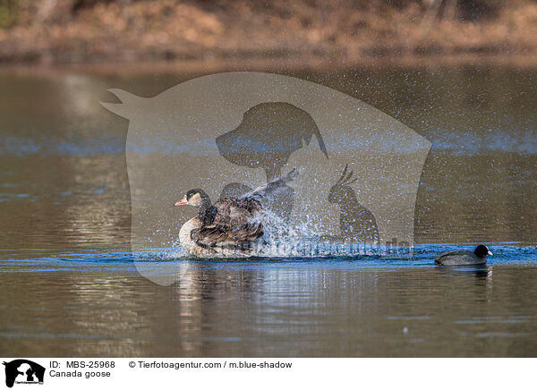 Kanadagans / Canada goose / MBS-25968