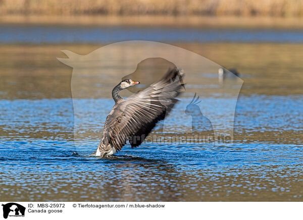 Kanadagans / Canada goose / MBS-25972