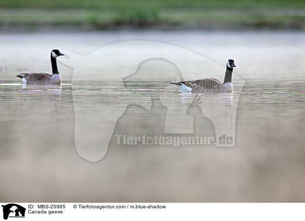 Kanadagnse / Canada geese / MBS-25985