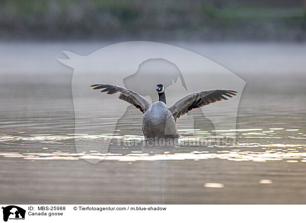 Kanadagans / Canada goose / MBS-25988