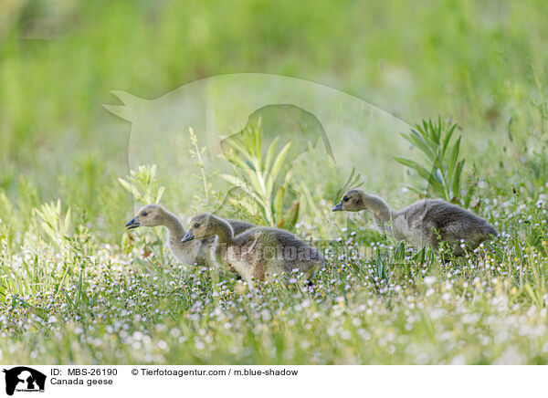 Kanadagnse / Canada geese / MBS-26190