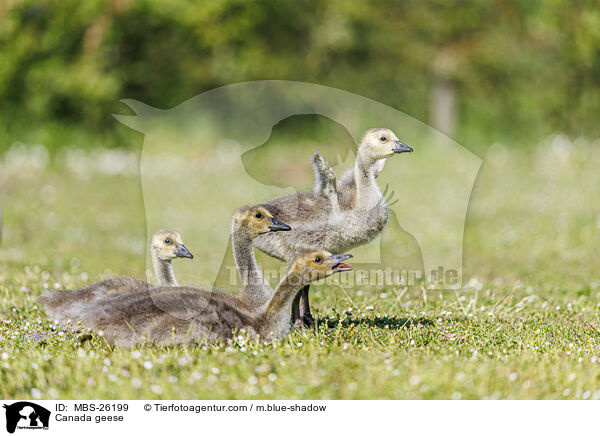 Canada geese / MBS-26199