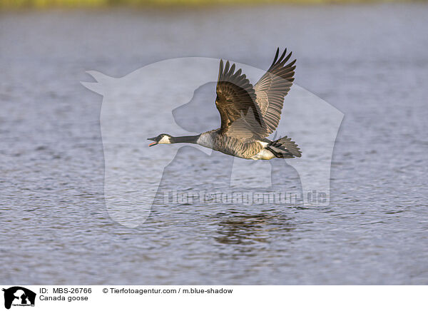 Kanadagans / Canada goose / MBS-26766