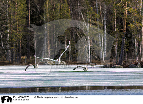 Kanadagnse / Canada geese / MBS-26781