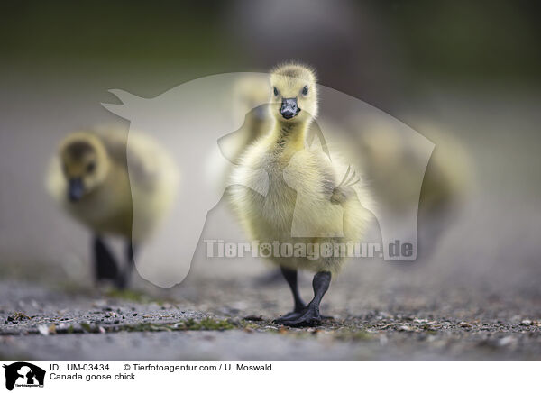 Kanadagans Kken / Canada goose chick / UM-03434