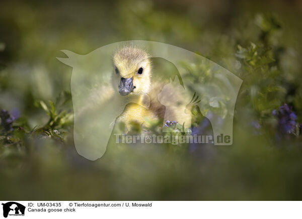 Kanadagans Kken / Canada goose chick / UM-03435