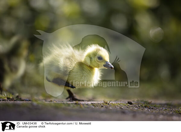 Kanadagans Kken / Canada goose chick / UM-03436