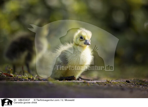 Kanadagans Kken / Canada goose chick / UM-03437