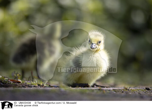 Kanadagans Kken / Canada goose chick / UM-03438