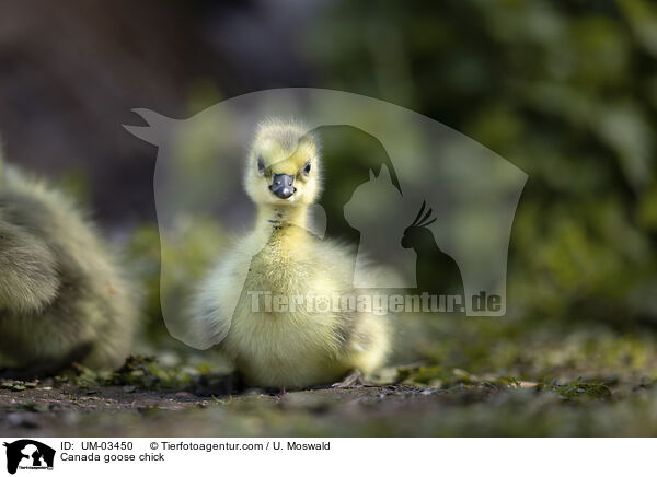 Kanadagans Kken / Canada goose chick / UM-03450