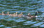 canadensis goose