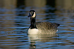 canada goose