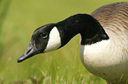 Canada Goose Head