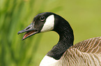 Canada Goose Head