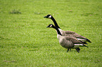 canada goose