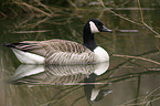 swimming canada goose