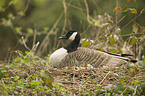 canada goose