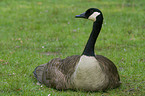 Canada goose